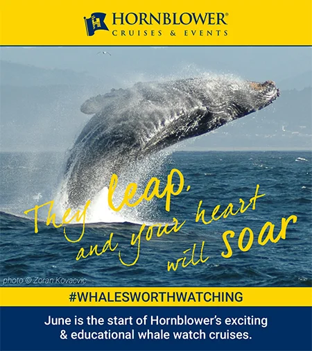 Humpback whale breaching high out of the ocean with campaign text “They leap, and your heart will soar.” Social media campaign by creative lead and writer Paul Baker for Hornblower Cruises’ “Whales Worth Watching.”