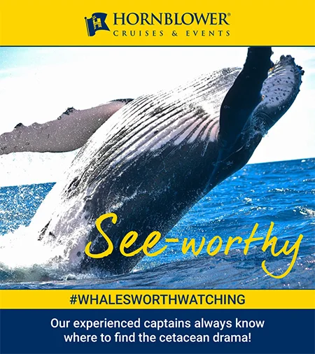 Close-up of a whale emerging from the ocean with text “See-worthy.” Portfolio campaign image by Paul Baker for Hornblower Cruises’ whale watching promotions.