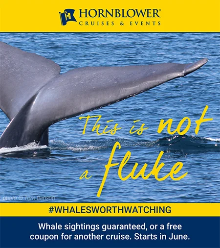Whale tail visible above the ocean surface with playful caption “This is not a fluke.” Portfolio campaign by Paul Baker for Hornblower Cruises’ whale watching promotions, guaranteeing whale sightings.