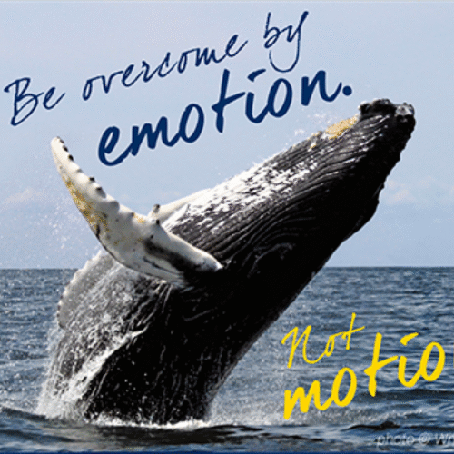 Humpback whale breaching dramatically out of the ocean with the campaign tagline “Be overcome by emotion. Not motion.” Portfolio work by creative lead and writer Paul Baker for Hornblower Cruises’ “Whales Worth Watching” social media campaign, promoting family-friendly whale watching experiences.