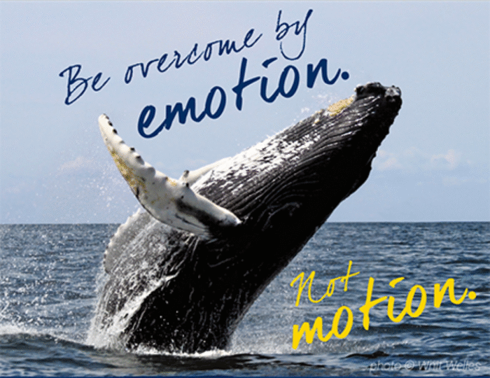 Humpback whale breaching dramatically out of the ocean with the campaign tagline “Be overcome by emotion. Not motion.” Portfolio work by creative lead and writer Paul Baker for Hornblower Cruises’ “Whales Worth Watching” social media campaign, promoting family-friendly whale watching experiences.